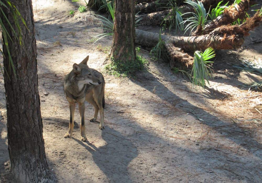 Other Ways to Deter Coyotes From Your Property