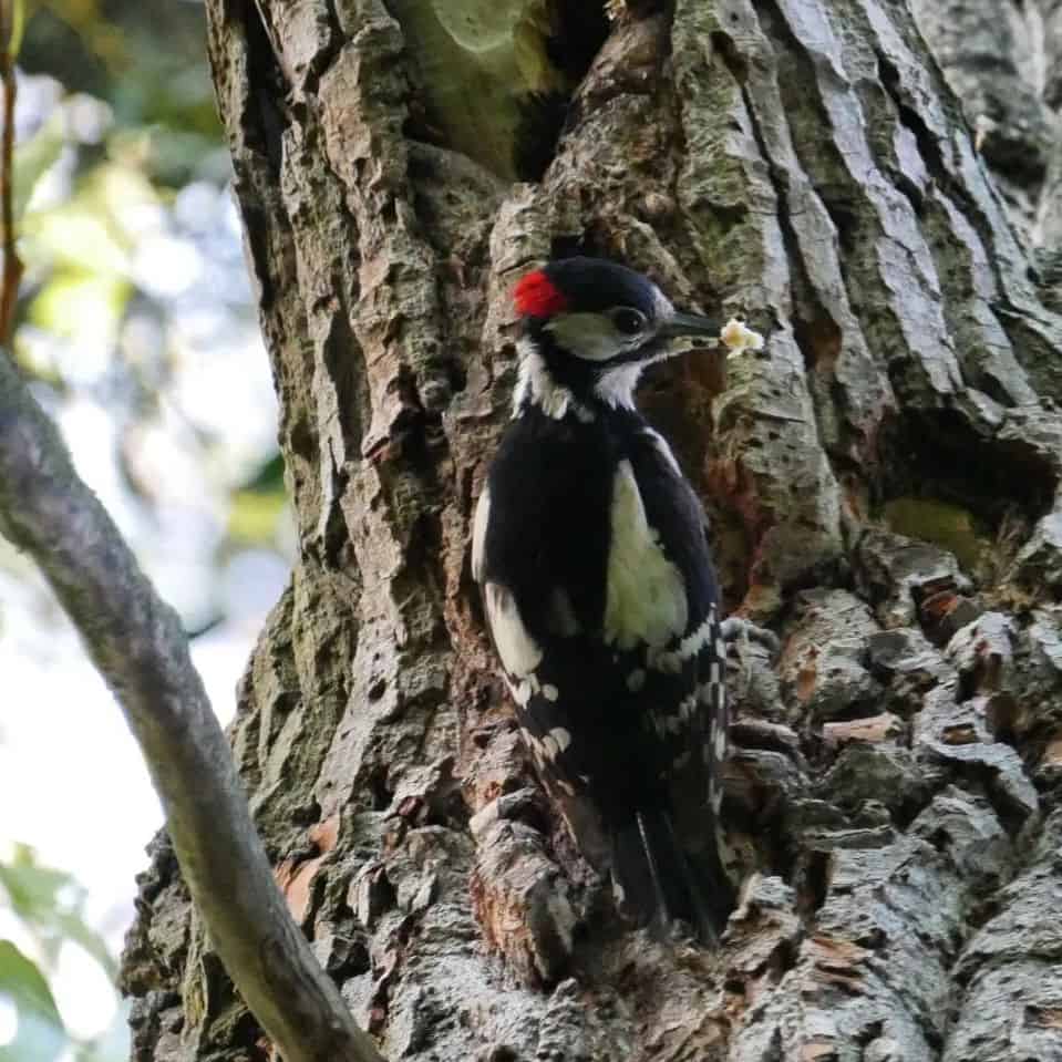 Other Woodpecker Deterrents That Can Help