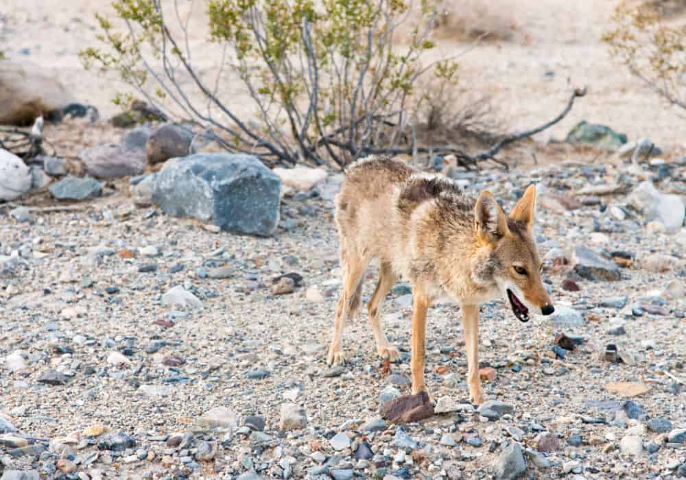 Overview of Coyotes