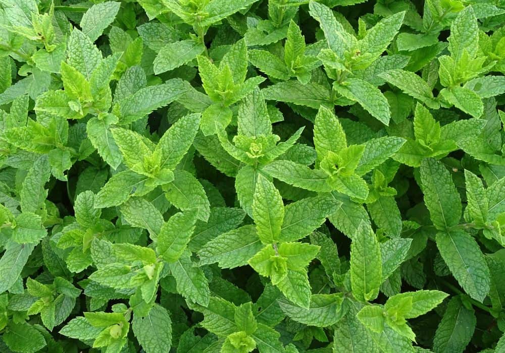Peppermint and other minty herbs
