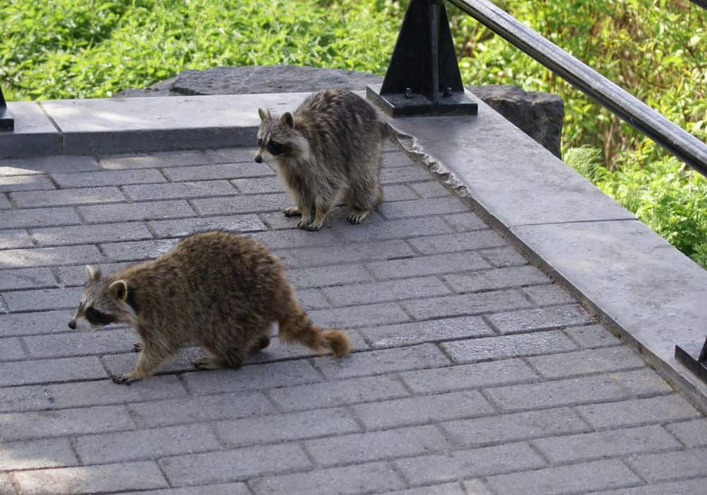 Raccoons Out During the Day? (Reasons & Safety Tips)