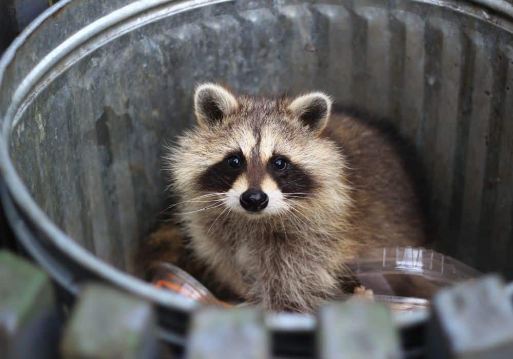 So, why do raccoons eat stuff out of garbage bins