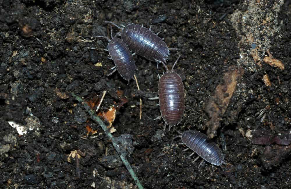 Sowbugs, Centipedes, and Millipedes