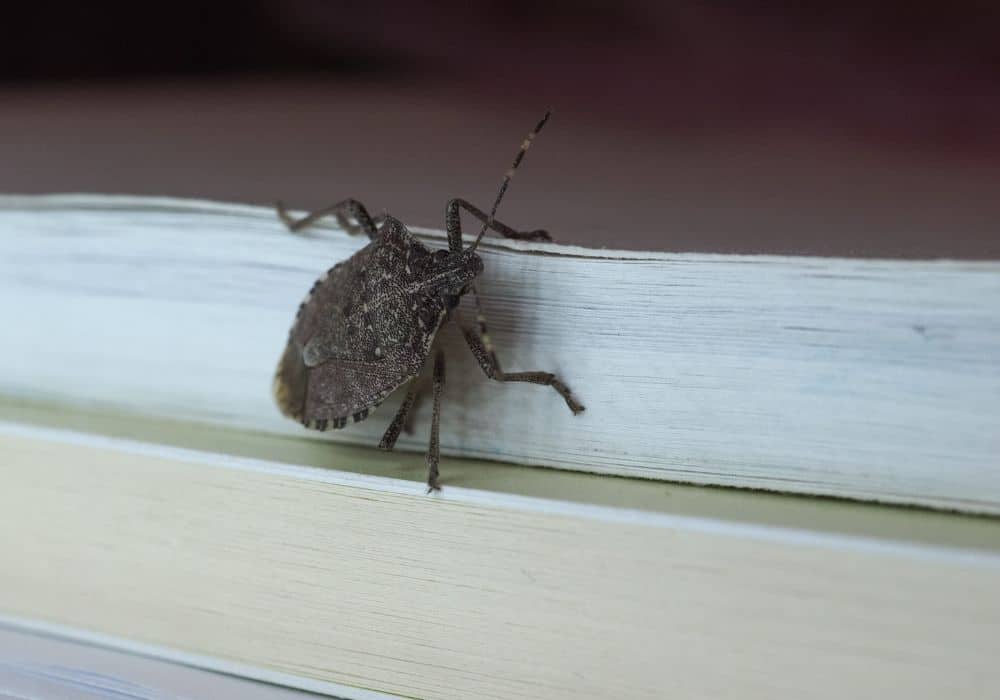 Stink bugs and other beetles