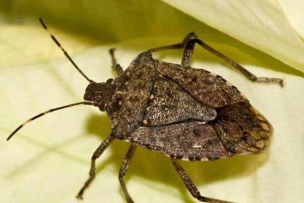 Stink bugs and various beetles