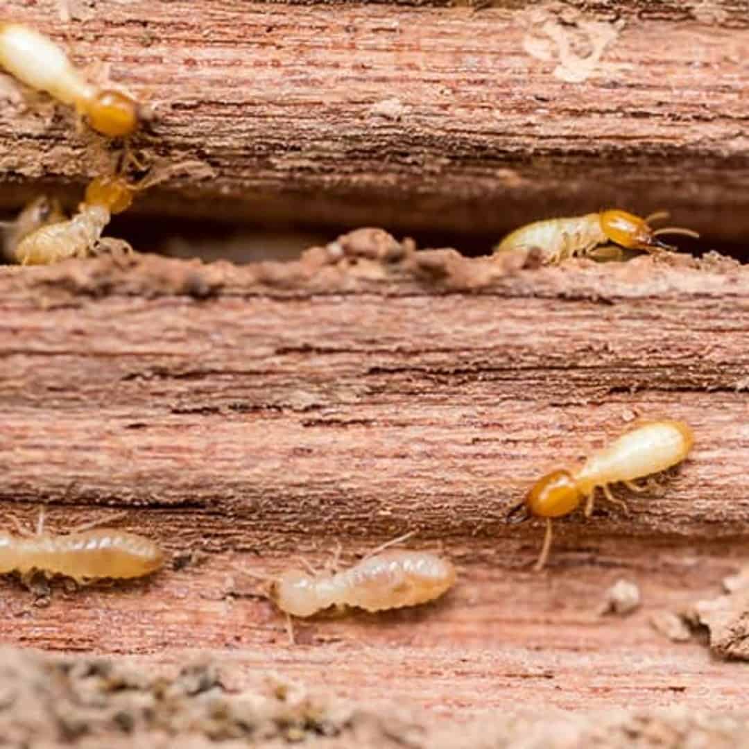  Termites