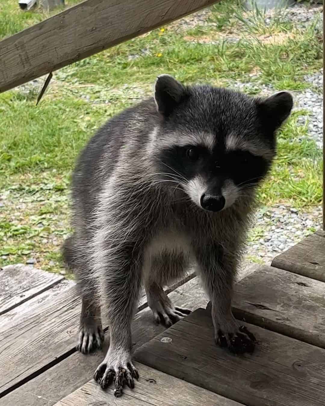 The Sensitive Paws of Raccoons