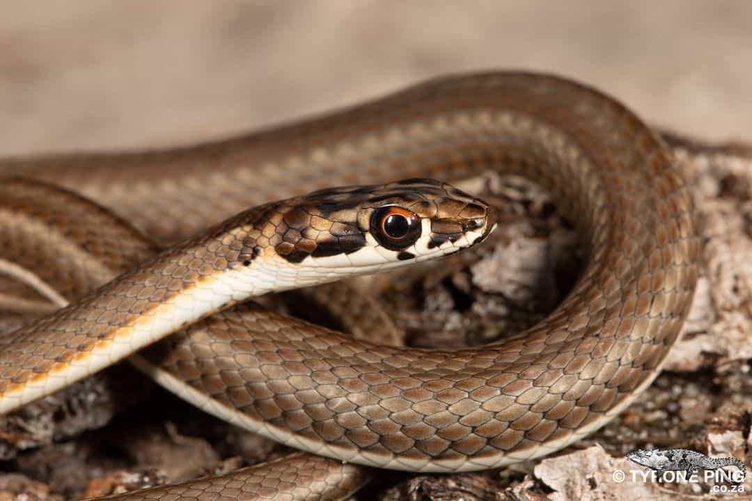 Types of Snakes That Produce Sounds and Noises