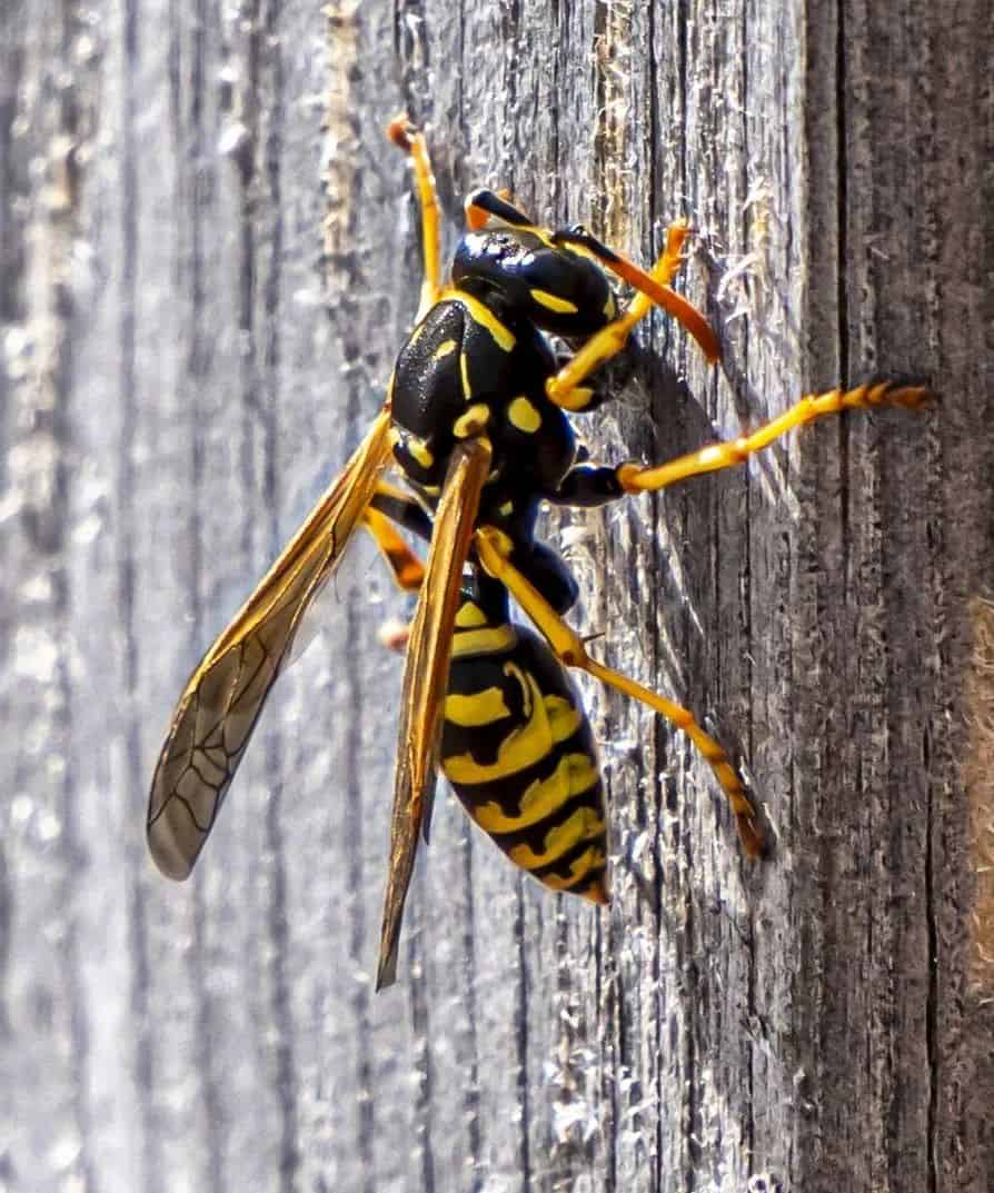 Wasps And Hornets