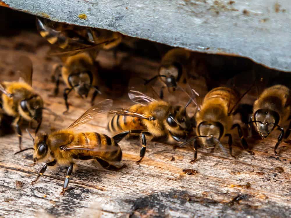 Wasps, hornets, and bees