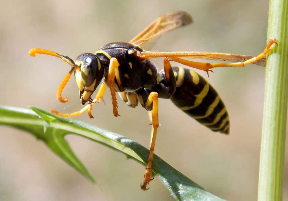 Wasps, hornets, and bees