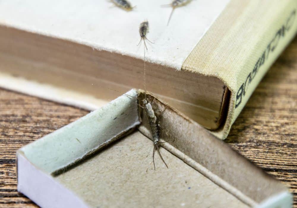 What Are the Signs of a Silverfish Infestation?