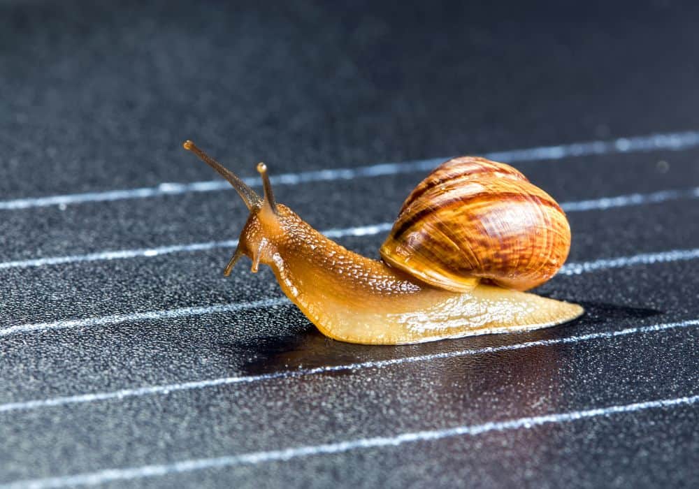 What Attracts Snails to Your House