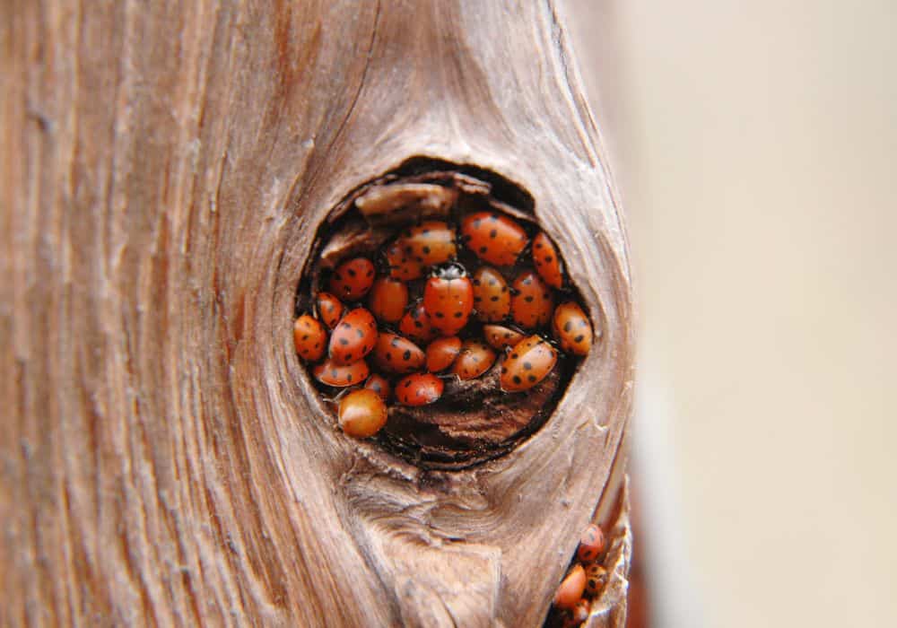 What Causes a Ladybug Infestation