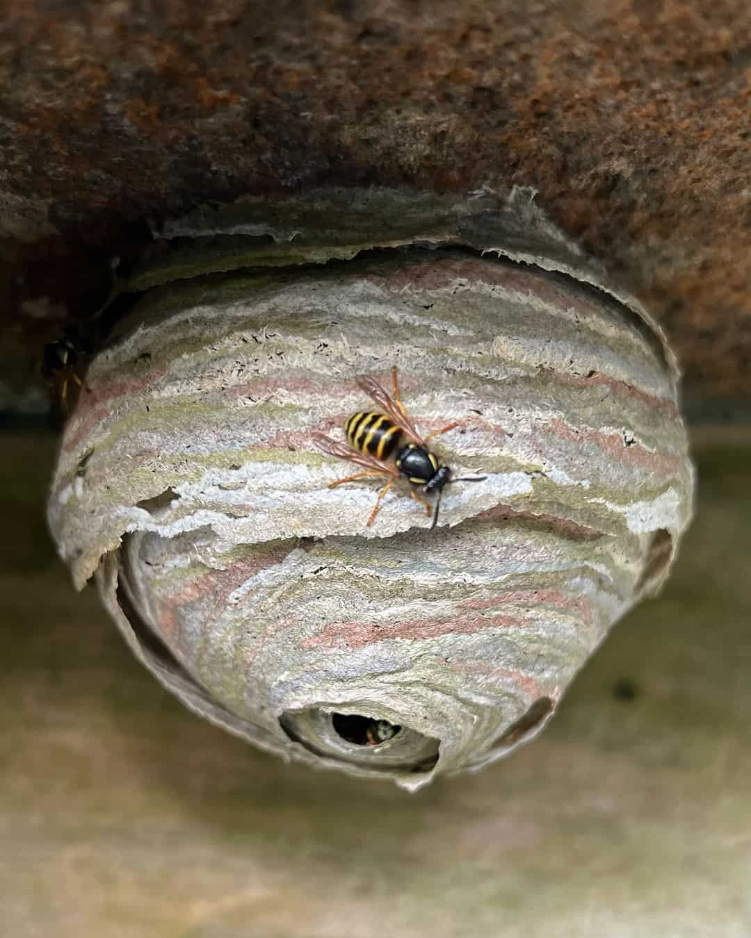 What Colors Are Wasps Attracted To?