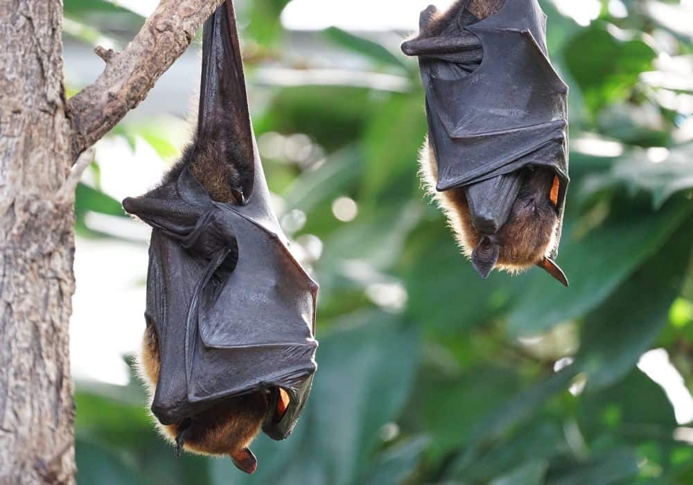 What Do Bats Do in a Day