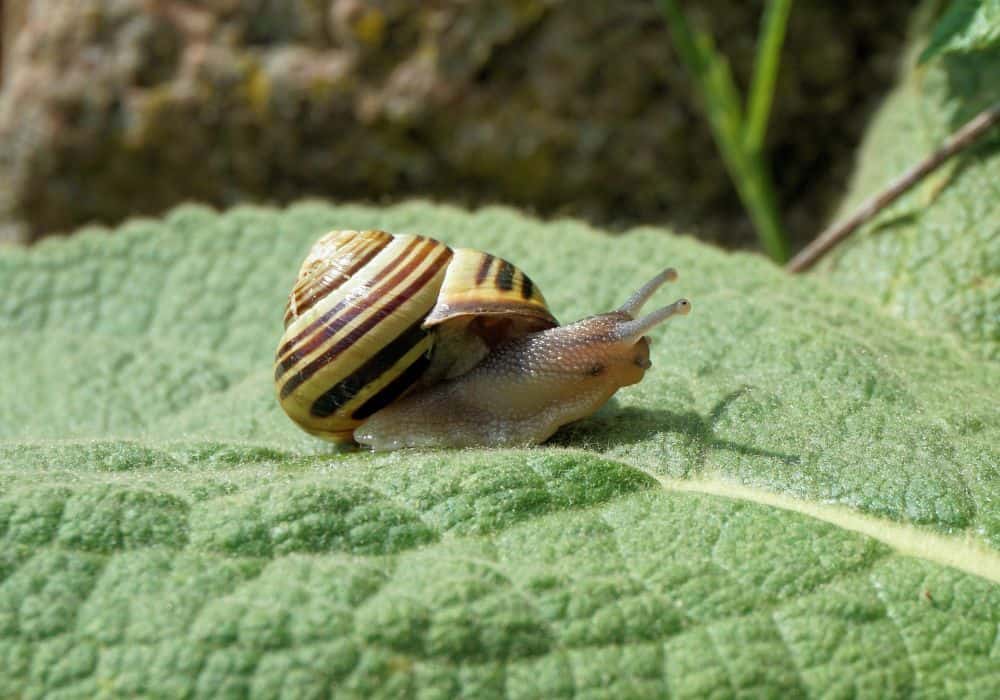 What Problems Do Snails Cause