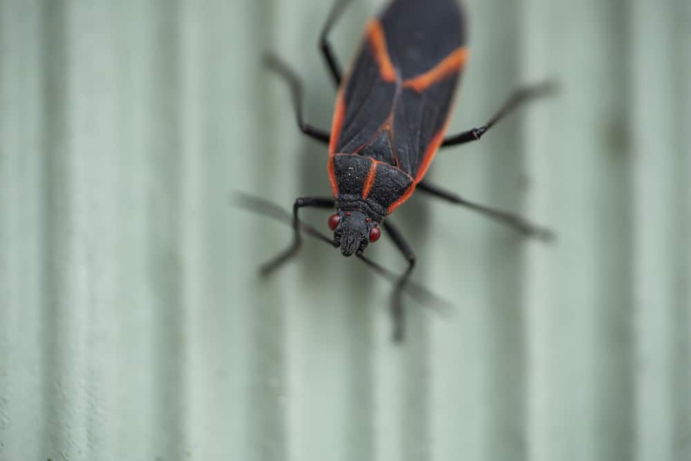 What Smell Do Boxelder Bugs Hate? (Effective Ways To Keep Them Away)
