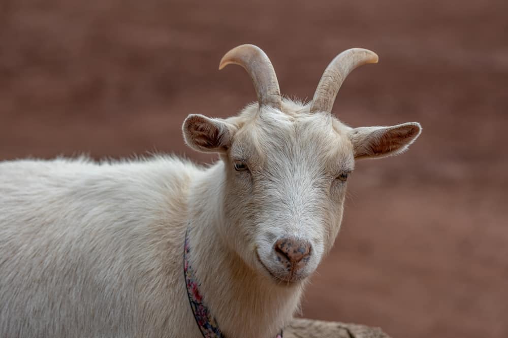 What Smell Do Goats Hate? (11 Scents To Keep Them Away)