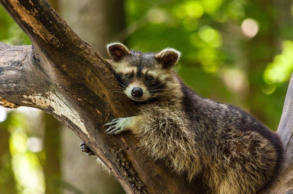 What Smell Do Raccoons Hate? (Top 13 Scents)