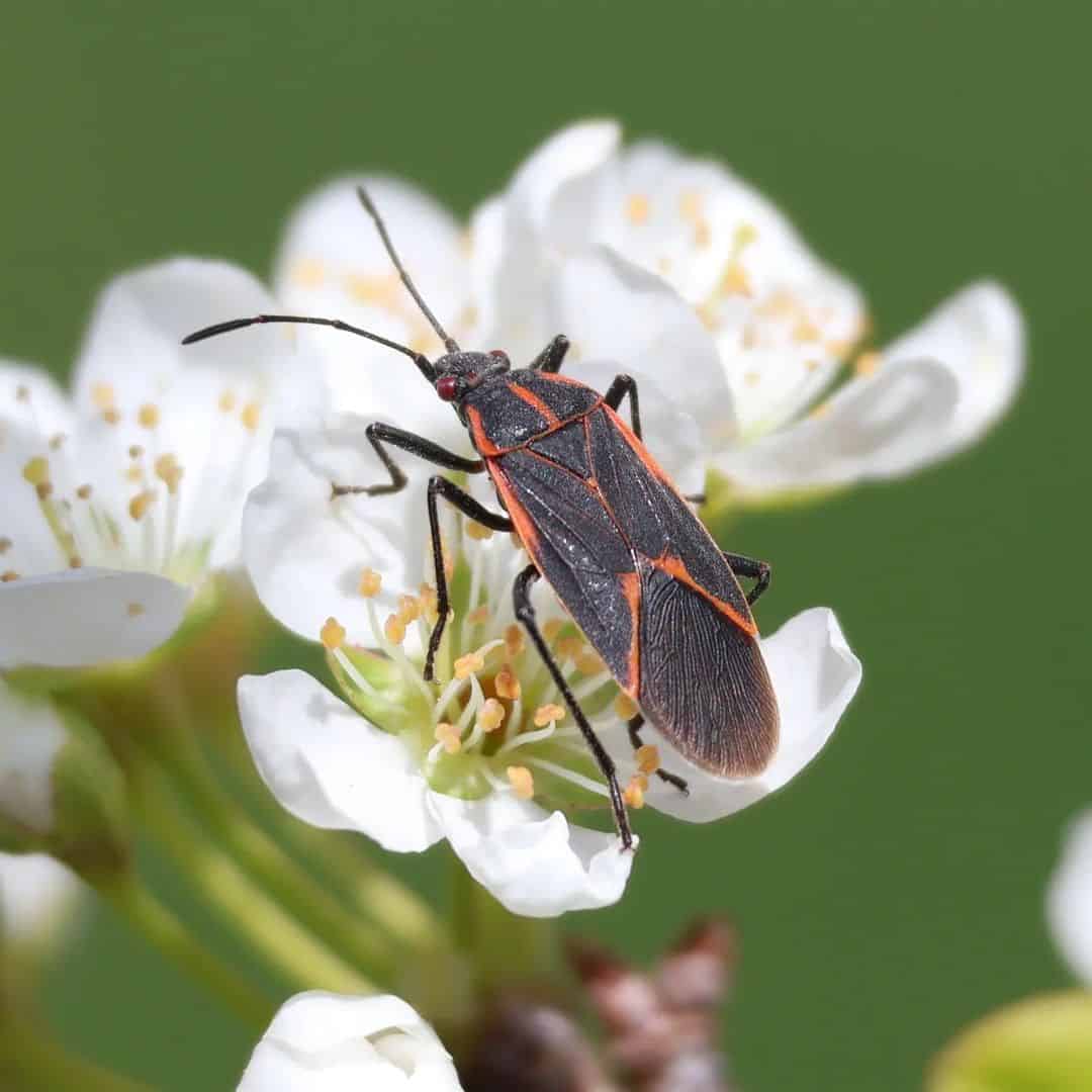 What Smells Do Boxelder Bugs Hate? 