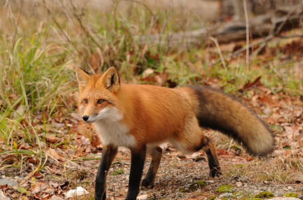 What Smells Do Foxes Hate? (Top 15 Scents)