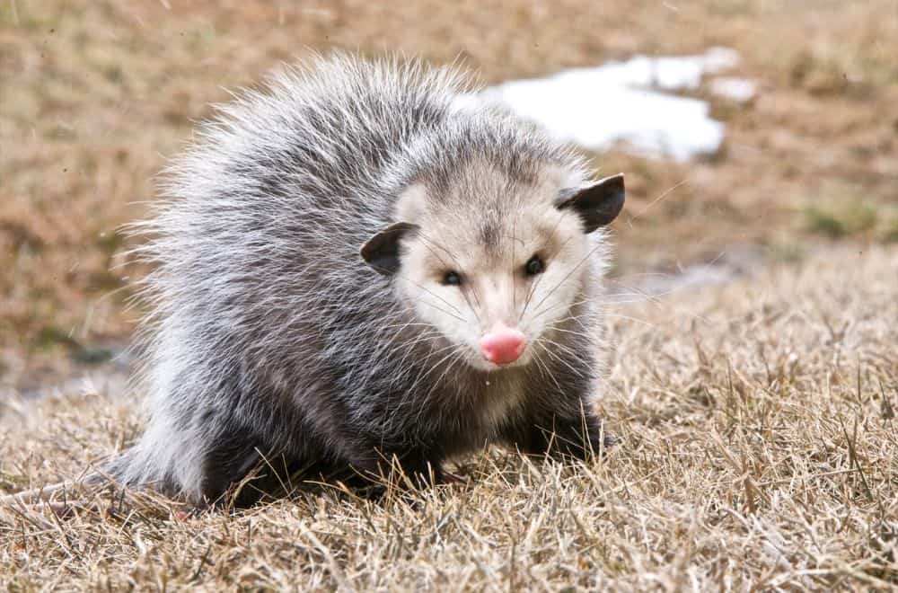 What Smells Do Opossums Hate? (Top 17 Scents)