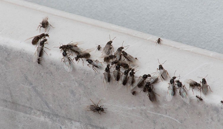 What should you do if you see flying ants in your home?