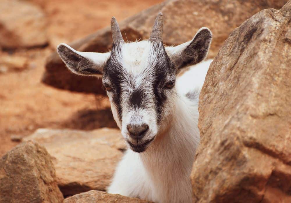 What should you know about preventing goats from entering your home