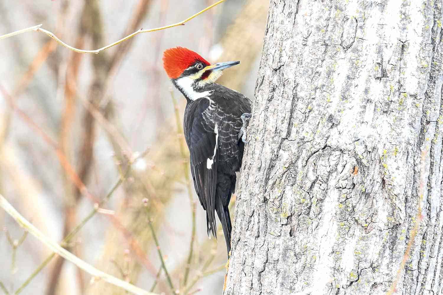 What time of day are pileated woodpeckers most active