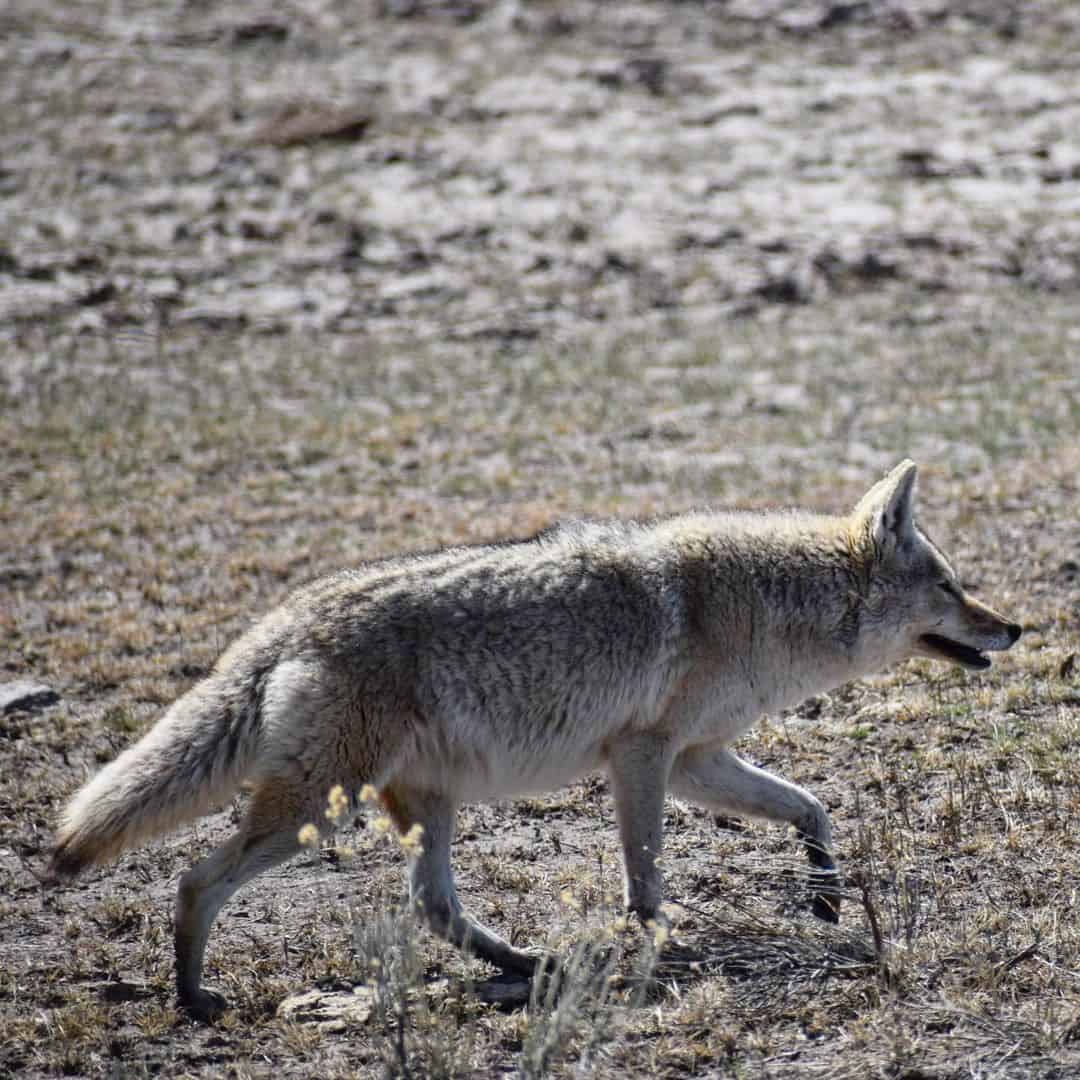 What to Do During a Coyote Encounter?