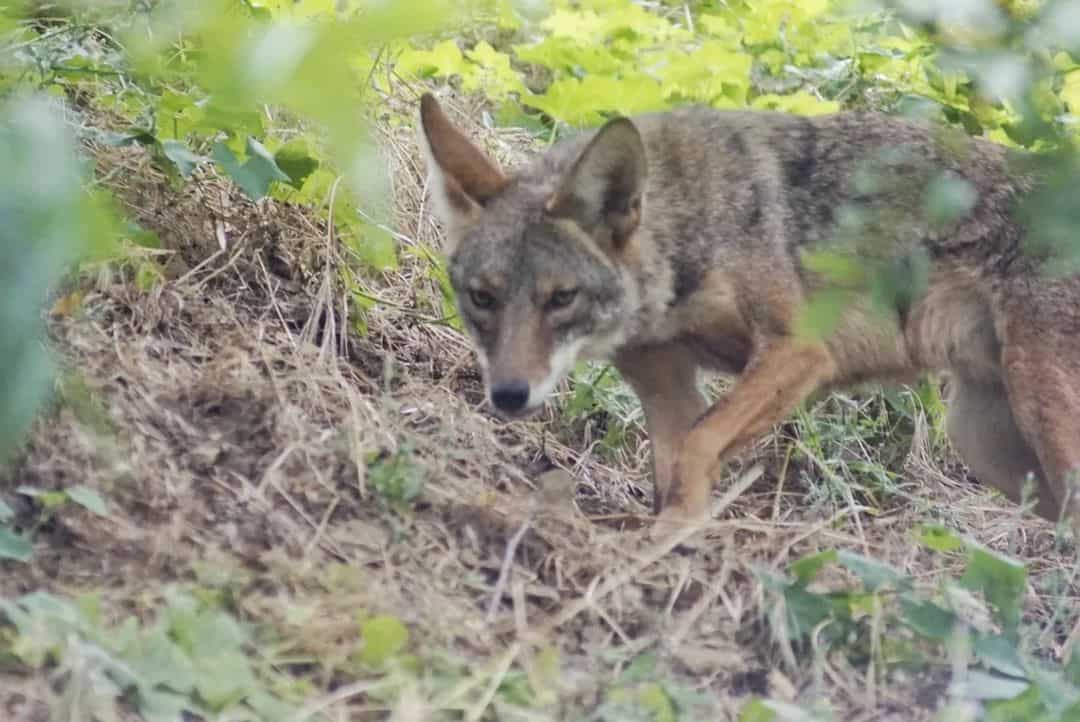 What to Do When You Encounter a Coyote Pack?
