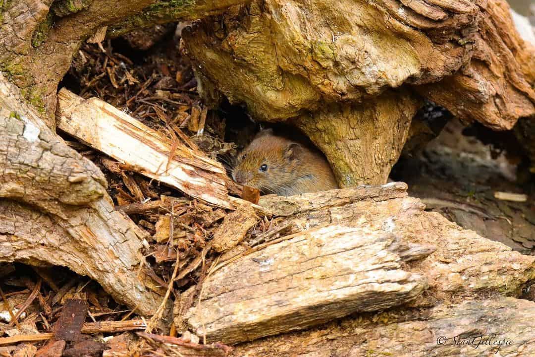 What’s the Difference Between a Vole and a Mouse