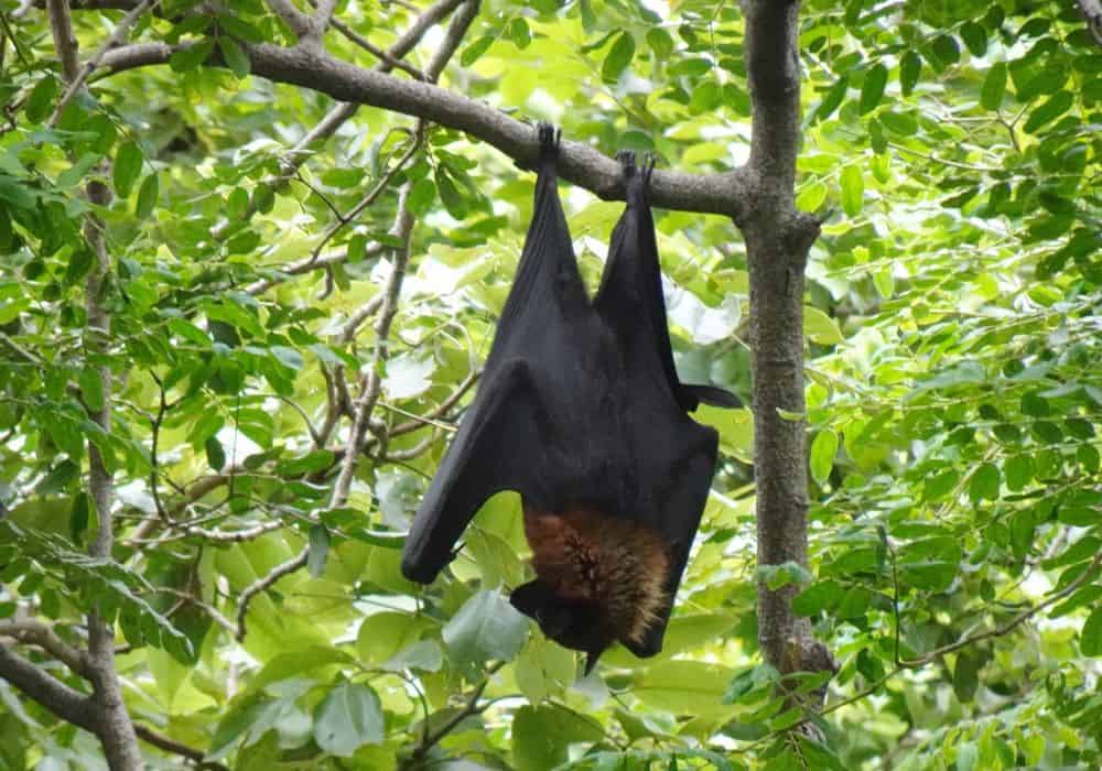 Where Can You Find Bats During the Day