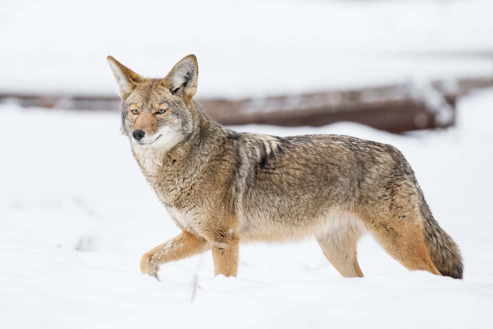 Where Coyotes Sleep At Night? (5 Places You Need To Know)
