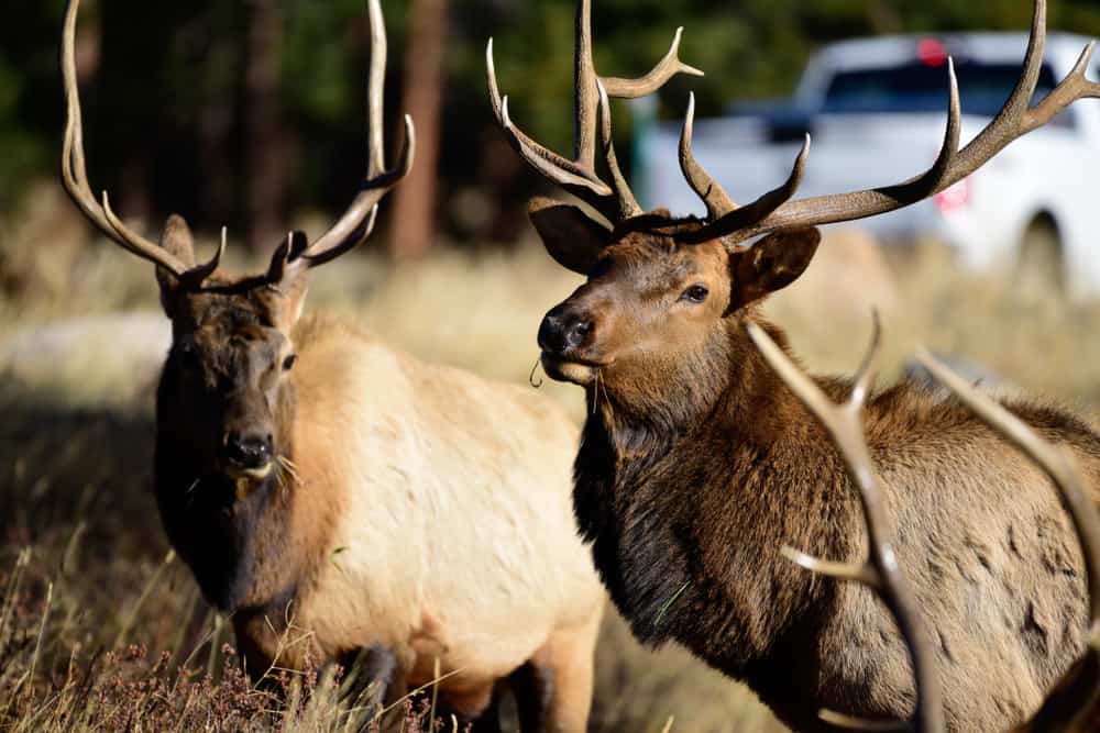 Where Do Elk Live? (All Facts You Need to Know)