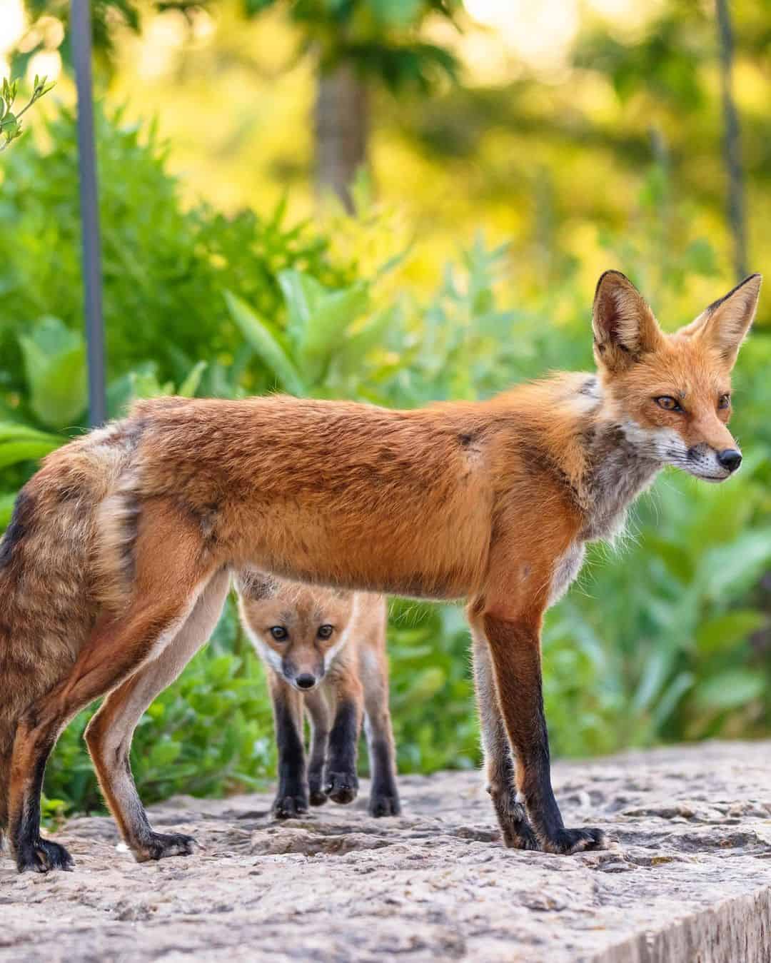 Where Do Foxes Typically Live