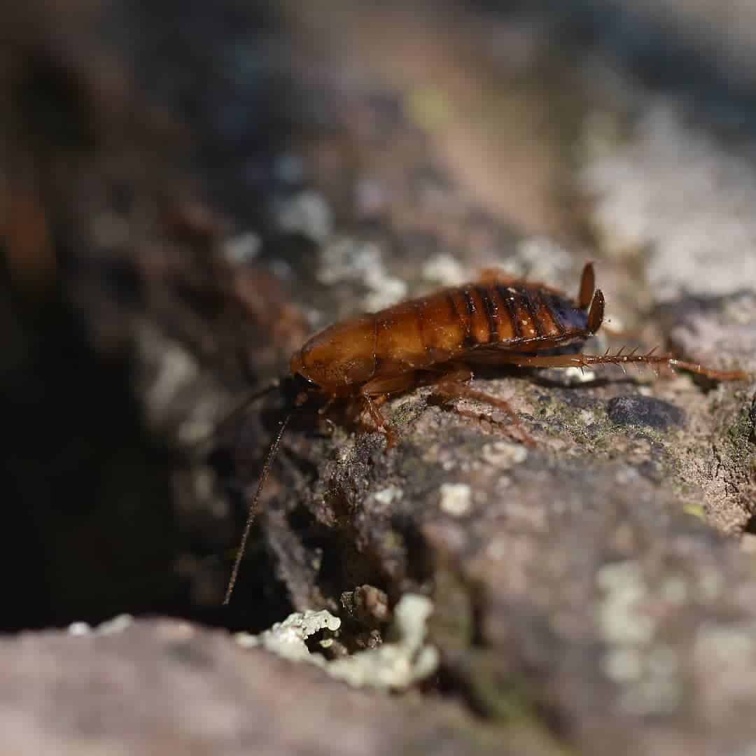 Where exactly do wood roaches live and what do they eat?