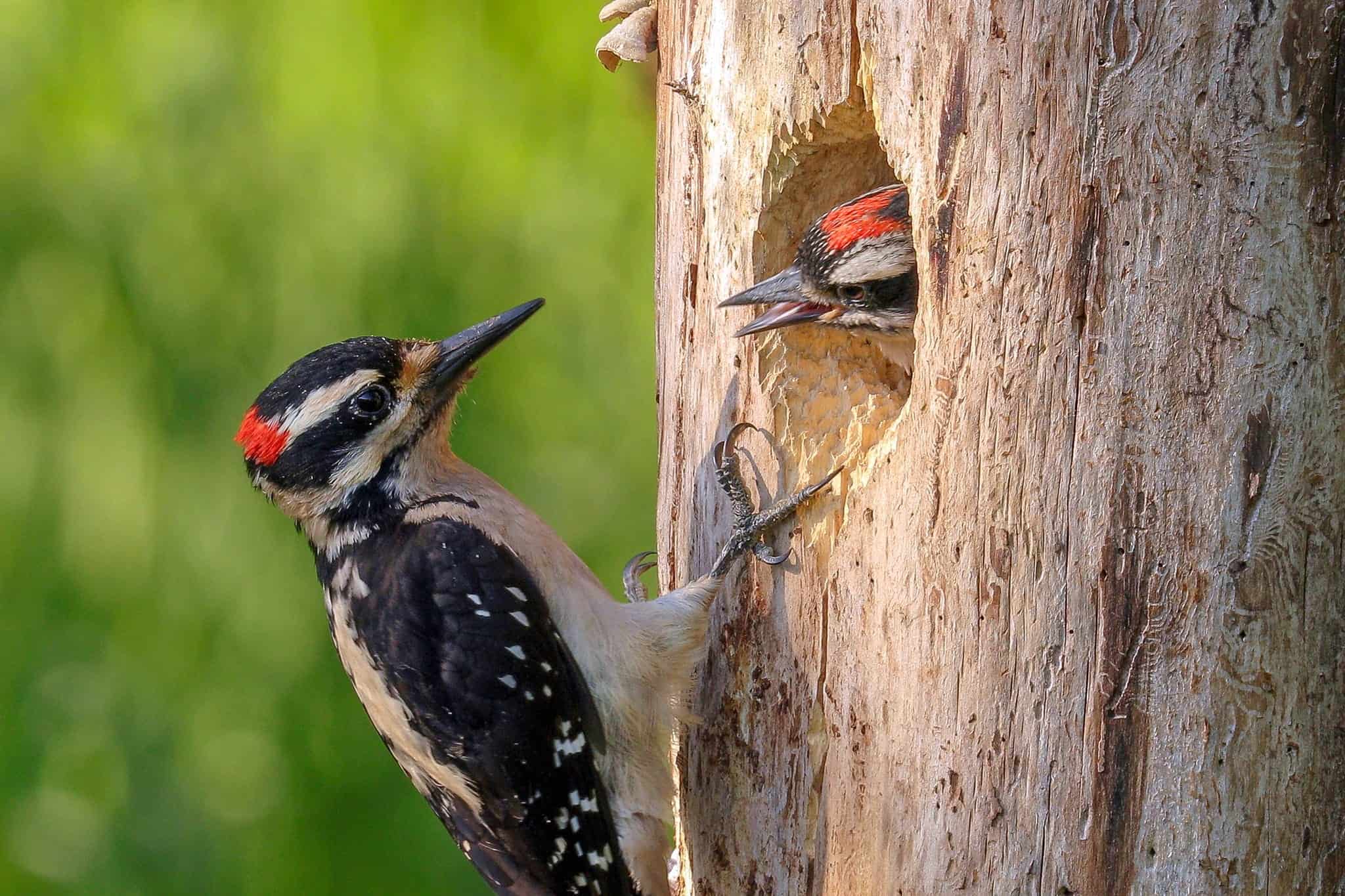 Which Animal Sounds Like a Woodpecker at Night