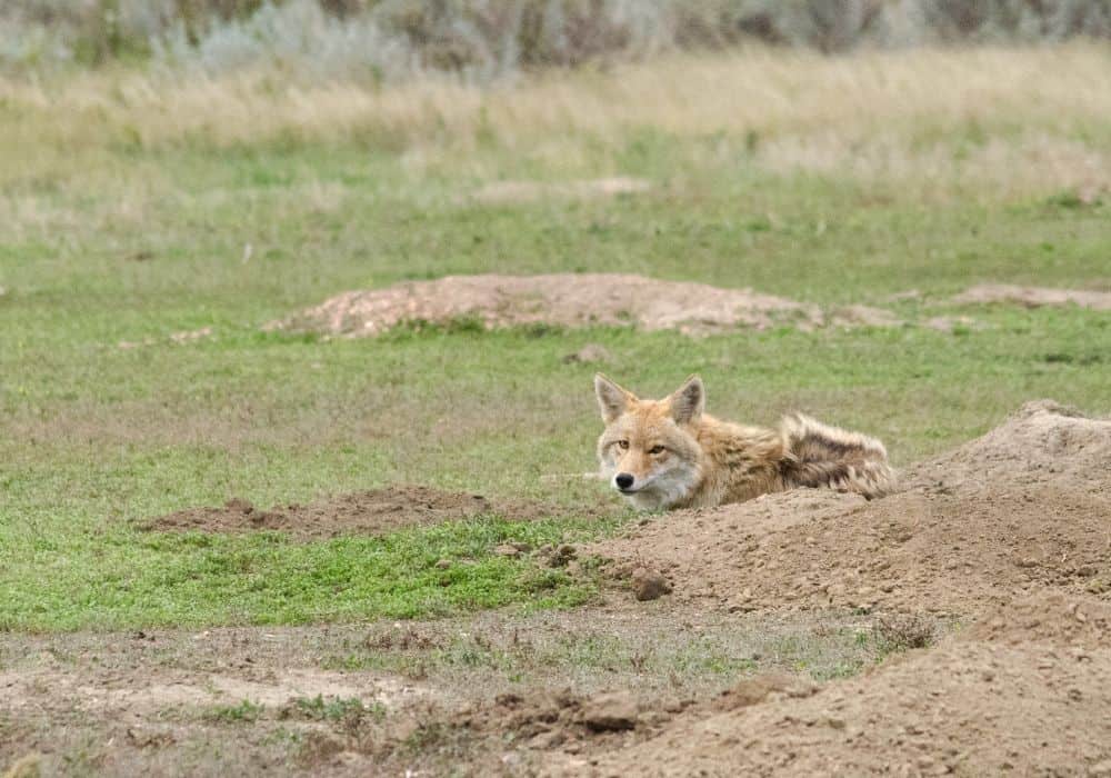 Which Animals Compete with Coyotes for Food?
