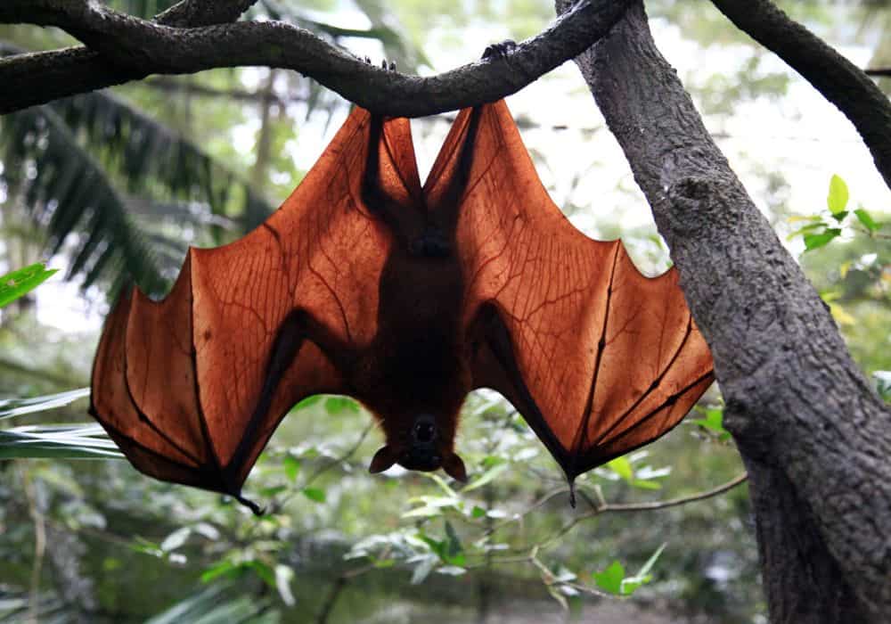 Why Do Bats Sleep Upside Down