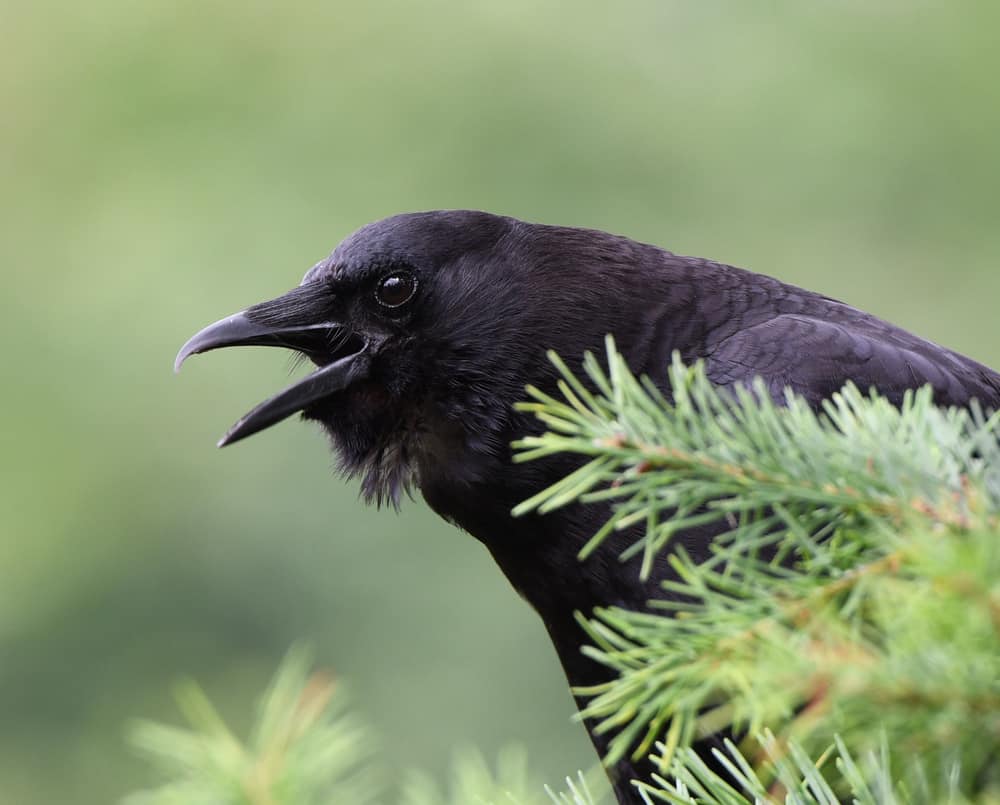 Why Do Crows Caw? (Scientific & Spiritual Meanings)