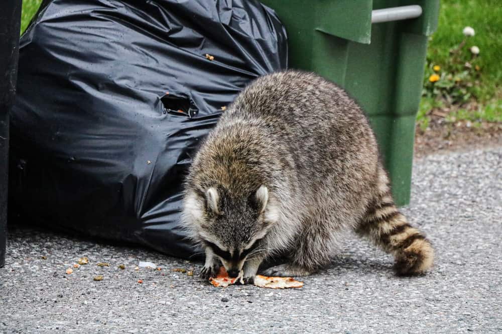 Why Do Raccoons Eat Trash? (8 Ways To Keep Them Out)