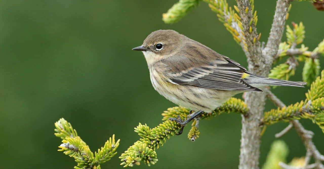 Why Noise Deterrents Help Keep Birds Away