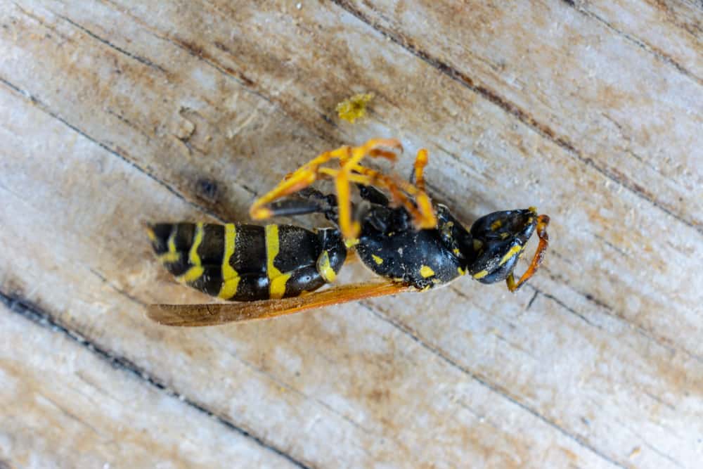 Why Does Wasp Insecticide Instantly Kill Wasps? (Detailed Explanation)