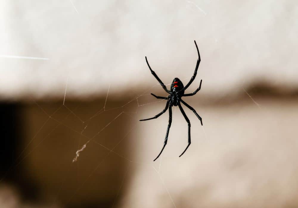 Widow spiders