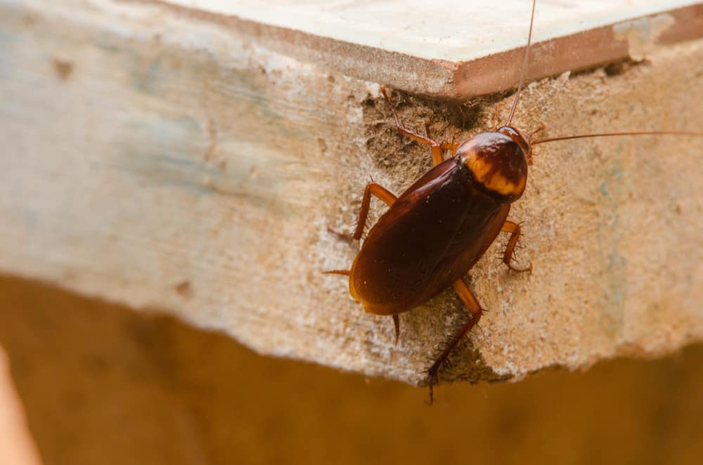 Wood Roach Vs Cockroach: How Are They Different?