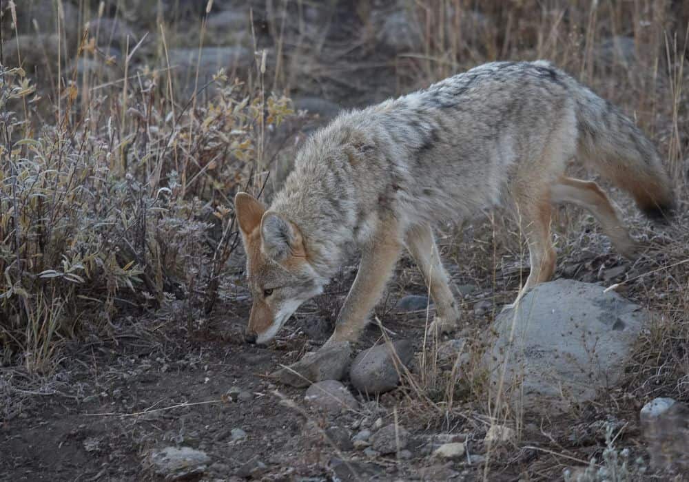 Animals That Coyotes Eat (Comprehensive Guide)