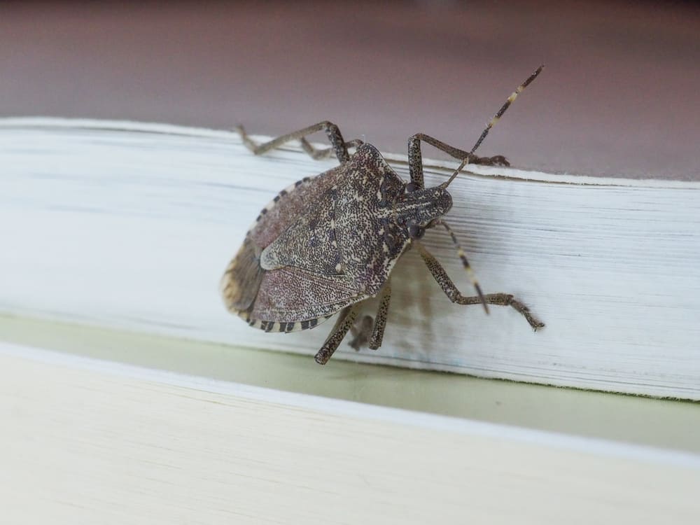 8 Common House Bugs In Ohio You Need To Watch Out For