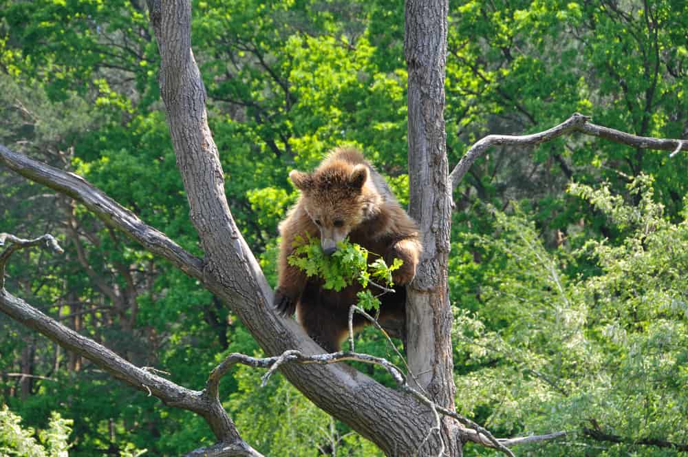 can bears climb trees